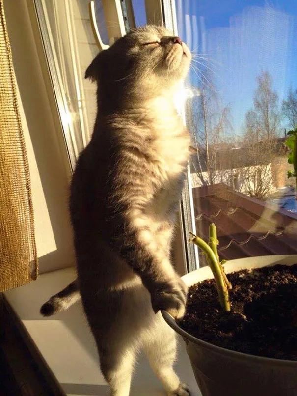 Коты научат вас нежиться под лучами солнца