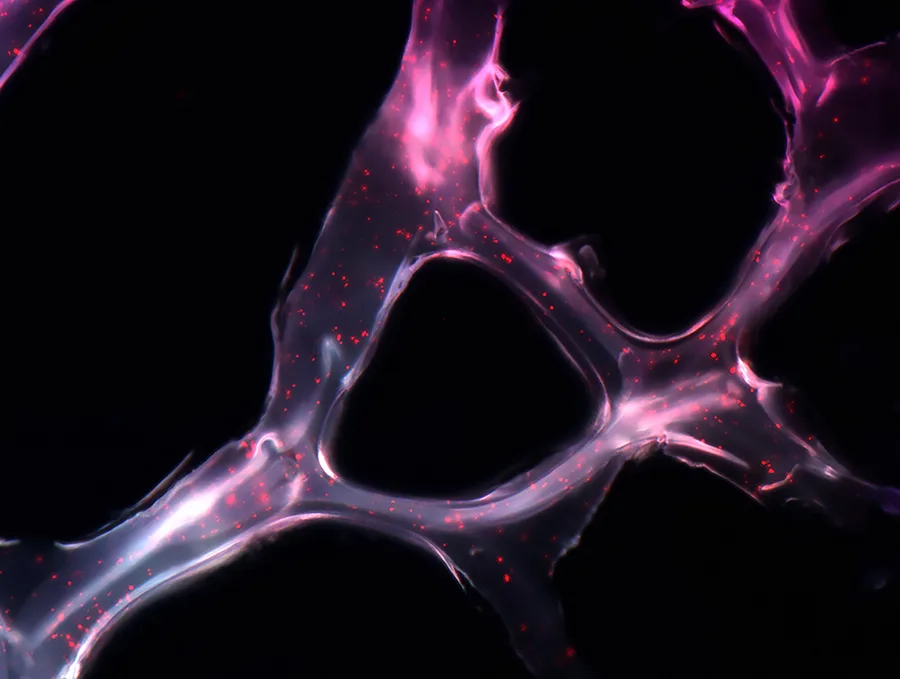 То, что внутри нас: 12 снимков победителей фотоконкурса биомедицины Wellcome Image