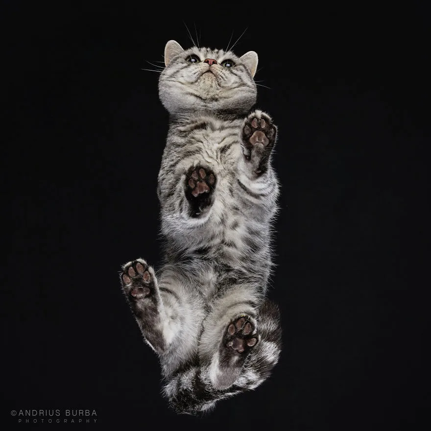 Милашность до кончиков лап: котов сфотографировали с непривычного ракурса