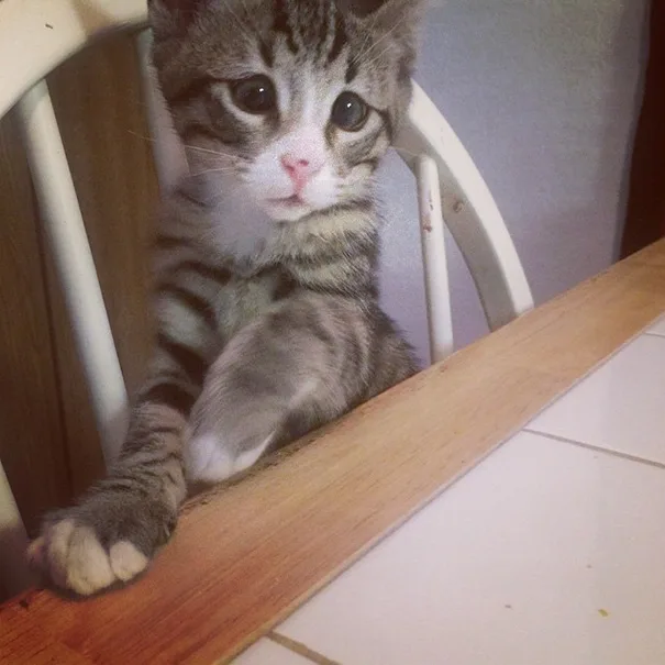 Котенок родился с обеспокоенными глазами
