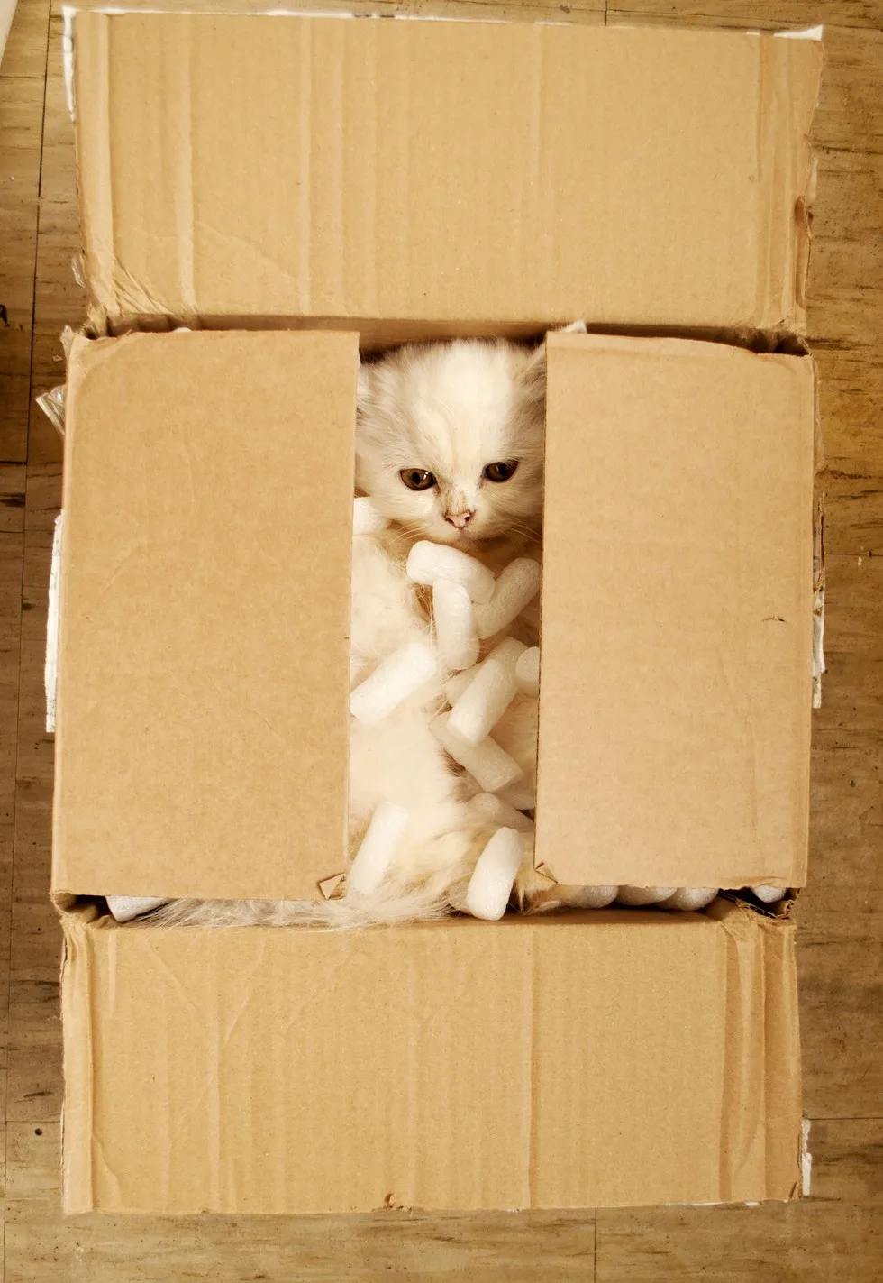 Почему котики так любят коробки
