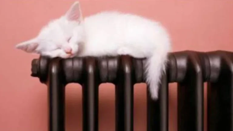 Теперь котики будут нежиться на солнышке, а не на батареях