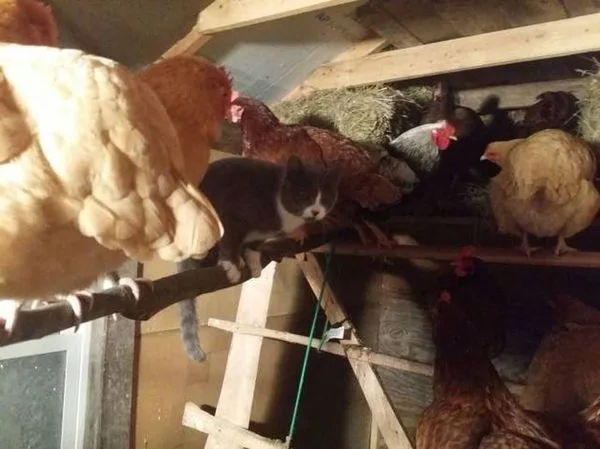 Эти кошки умеют выбирать лучшие места для сидения