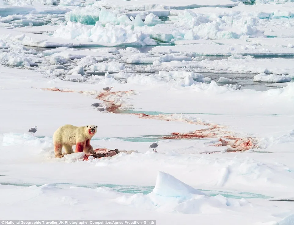 Финалисты конкурса от National Geographic шокировали жюри