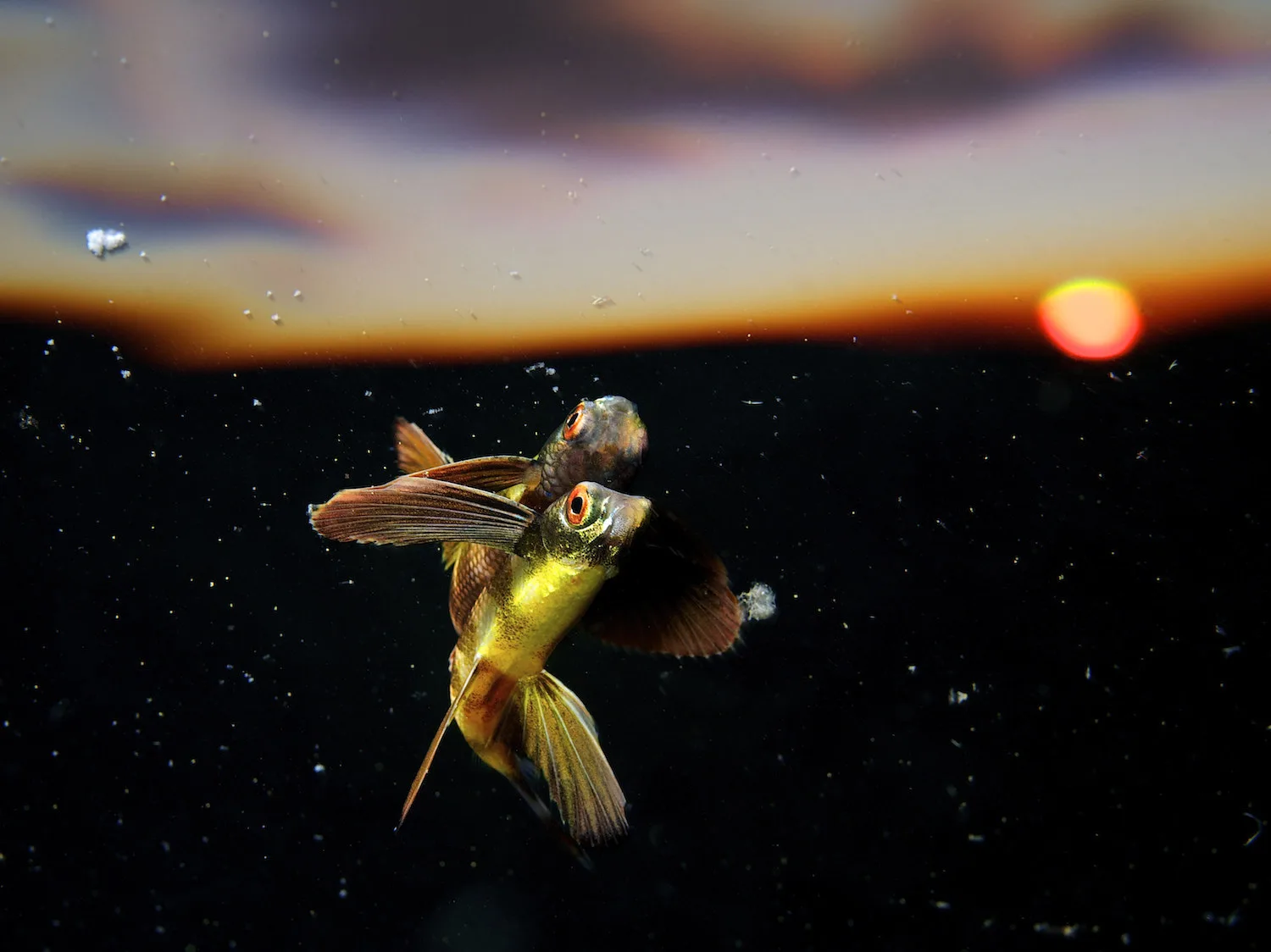 Мускулистые мужчины и буддийская академия: шорт-лист Sony World Photography Awards