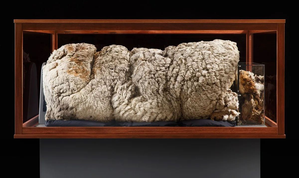 Овечья шерсть стала музейным экспонатом