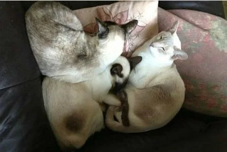 Кошка путешествовала в почтовой посылке 8 дней и осталась жива