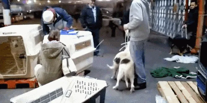 Женщина купила целый приют, потому что не могла решить, какую собаку спасти