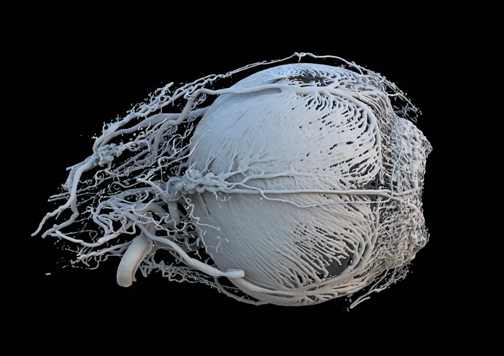 То, что внутри нас: 12 снимков победителей фотоконкурса биомедицины Wellcome Image