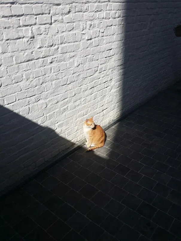 Коты научат вас нежиться под лучами солнца