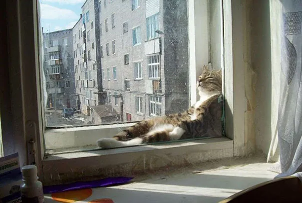 Коты научат вас нежиться под лучами солнца