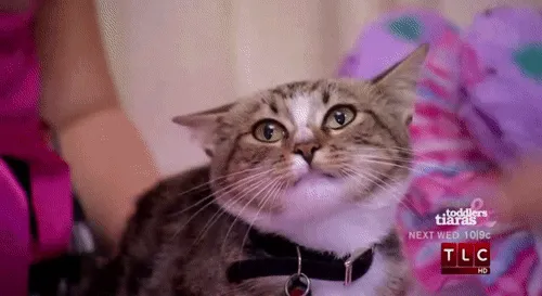 Кафе ищет профессиональную няню для котиков