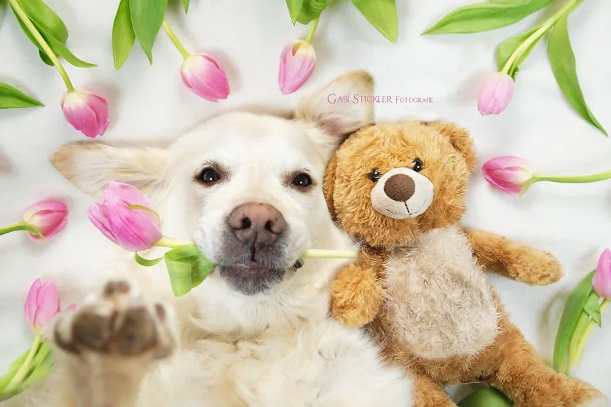 10 фото песиков, которые наслаждаются весной