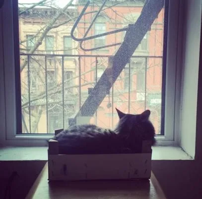 Почему котики так любят коробки