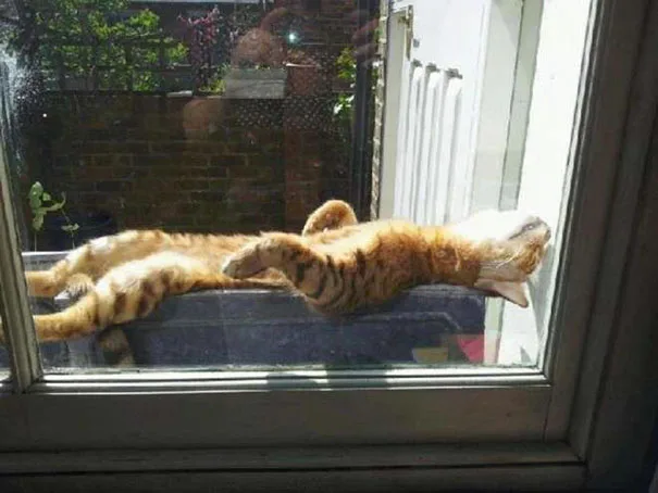 Коты научат вас нежиться под лучами солнца