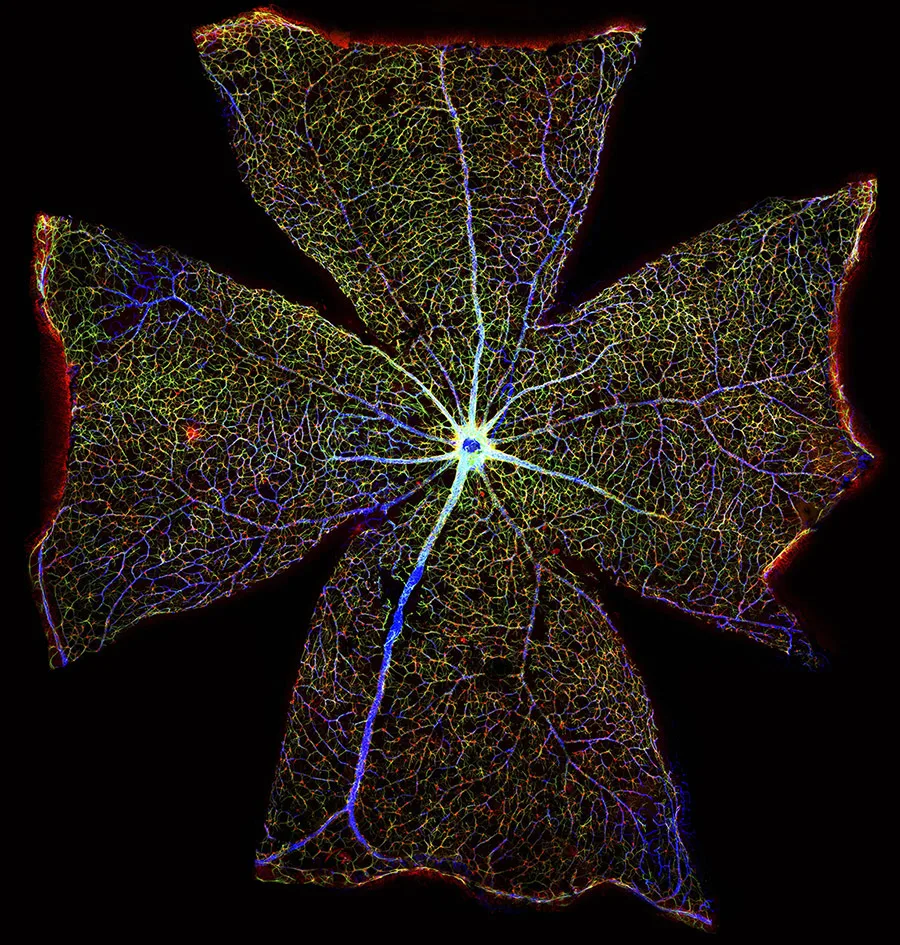 То, что внутри нас: 12 снимков победителей фотоконкурса биомедицины Wellcome Image