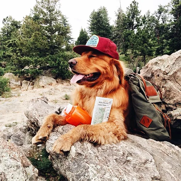 За собакой-хипстером следят 102 тыс. подписчиков Instagram